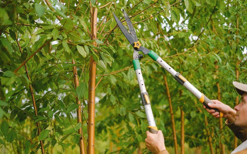 Tree trimming in Malin, OR